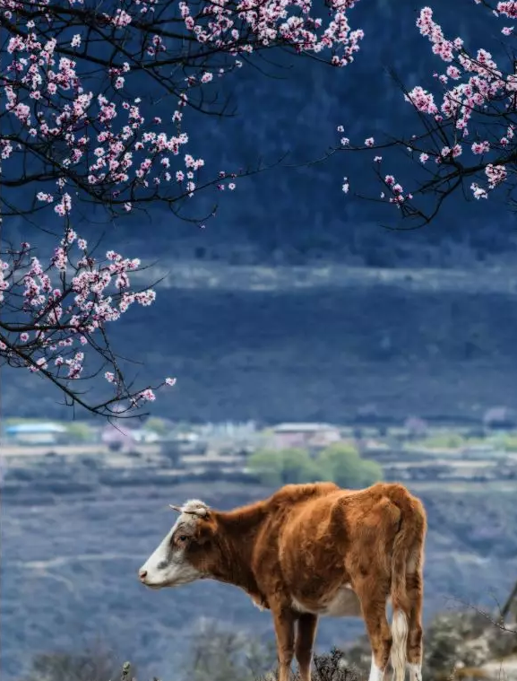 QQ截图20190122104711.png QQ截图20190122104711.png